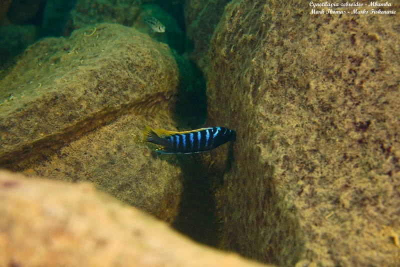 Cynotilapia zebroides 'Mbamba Bay'